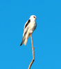Letter-winged kite (Elanus scriptus)