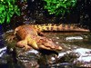 New Guinea crocodile (Crocodylus novaeguineae)