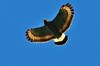 Mountain serpent eagle (Spilornis kinabaluensis)