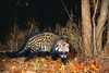 African civet (Civettictis civetta)