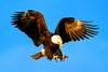 Bald eagle (Haliaeetus leucocephalus)