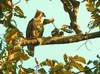 Wallace's hawk eagle (Nisaetus nanus)