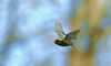 Leisler's bat (Nyctalus leisleri)
