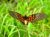 African giant swallowtail (Papilio antimachus)