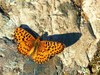 Arctic fritillary (Boloria chariclea)