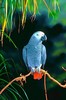 African grey parrot (Psittacus erithacus)