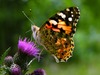 Image Gallery: Butterfly Metamorphosis in 3D [LiveScience 2013-05-14]