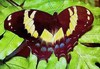 Homerus swallowtail (Papilio homerus)