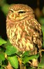 Little Owl (Athene noctua)