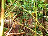 Ogilby's duiker (Cephalophus ogilbyi)