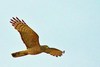 African baza (Aviceda cuculoides)
