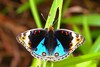 Blue pansy (Junonia orithya)