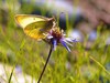 Pale Arctic clouded yellow butterfly (Colias tyche)