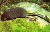 Alpine shrew (Sorex alpinus)