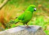 Antipodes Island Parakeet (Cyanoramphus unicolor)
