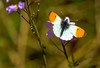 Orange-tip butterfly (Anthocharis cardamines)