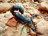 Arabian fat-tailed scorpion (Androctonus crassicauda)