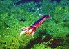 Japanese flying squid (Todarodes pacificus)