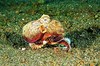Caribbean armstripe octopus (Amphioctopus burryi)