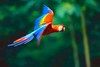 Scarlet macaw (Ara macao)