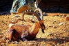 Nubian ibex (Capra nubiana)