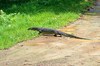 Water monitor lizard (Varanus salvator)