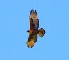 Rufous-bellied eagle (Lophotriorchis kienerii)