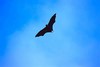 Samoan flying fox (Pteropus samoensis)