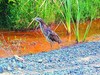 Australasian bittern (Botaurus poiciloptilus)
