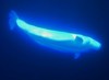 Beluga whale (Delphinapterus leucas)