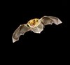 Brandt's bat (Myotis brandtii)