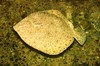 Turbot
