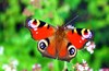 Peacock butterfly (Inachis io)