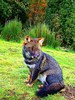 Darwin's fox (Pseudalopex fulvipes)