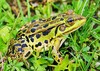 Albanian water frog (Pelophylax shqipericus)