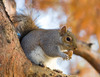 Cute Squirrel -- Eastern grey squirrel (Sciurus carolinensis)