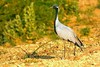 Demoiselle crane (Anthropoides virgo)