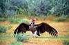 Lappet-faced vulture (Torgos tracheliotus)