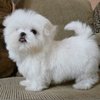 Cute Maltese Puppies For R-Homing