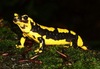 Odd Cause of Salamander Die-Off Found: Skin-Eating Fungus [LiveScience 2013-09-04]