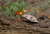 Photos: Butterflies Drink Turtle Tears [LiveScience 2013-09-11]
