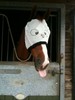 cross-eyed horse