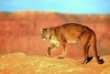 Puma (Felis concolor)