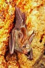 Lesser false vampire bat (Megaderma spasma)