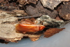 Shelfordella lateralis (Blatta lateralis, Shelfordella tartara)