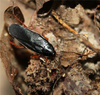 Ischnoptera deropeltiformis (North Carolina)
