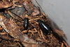 Ischnoptera deropeltiformis (Wake Forest, NC)
