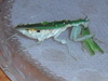 Pseudoharpax virescens cf. virescens