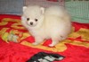 Extra Cute and Charming Pomeranian Puppies Text (701) 660-2572