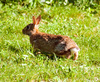 wildlife - rabbit